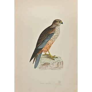 Alexander Francis Lydon, Marsh Harrier, Woodcut Print, 1870 For Sale