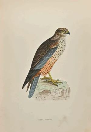 Alexander Francis Lydon, Marsh Harrier, Woodcut Print, 1870