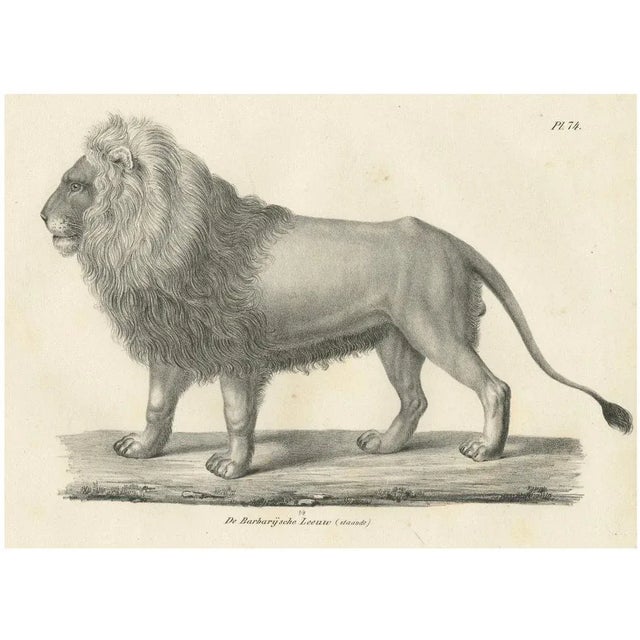 Majestic Barbary Lion Standing in Profile, 1836, Lithograph For Sale - Image 11 of 11