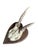 Cabin Early 1900s Roe Deer Trophy 139 Black Forest Antlers For Sale - Image 3 of 4