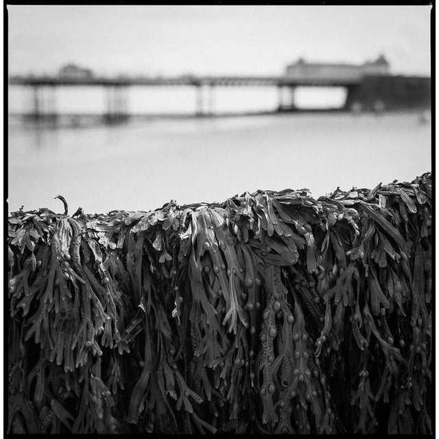 Not Yet Made - Made To Order Paul Cooklin, Seaweed, Cromer Beach, North Norfolk, Edition of 50 For Sale - Image 5 of 5