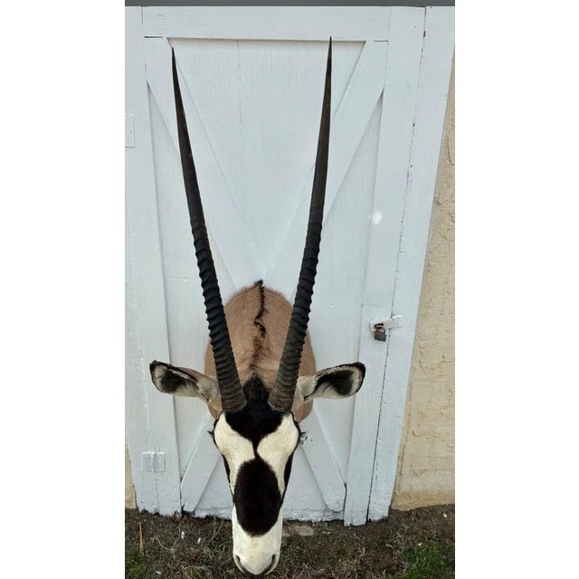 Huge African Gemsbok Oryx Antelope Shoulder Mount Taxidermy South Africa For Sale - Image 16 of 17