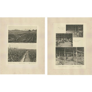 Sumatra Tobacco Cultivation and Drying Barns, 1890s, Paper, Set of 2 For Sale
