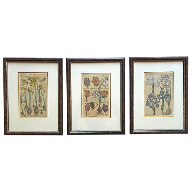 Antique Dutch Botanical Engravings Reproduction, Framed in Antwerp – Set of 3 For Sale