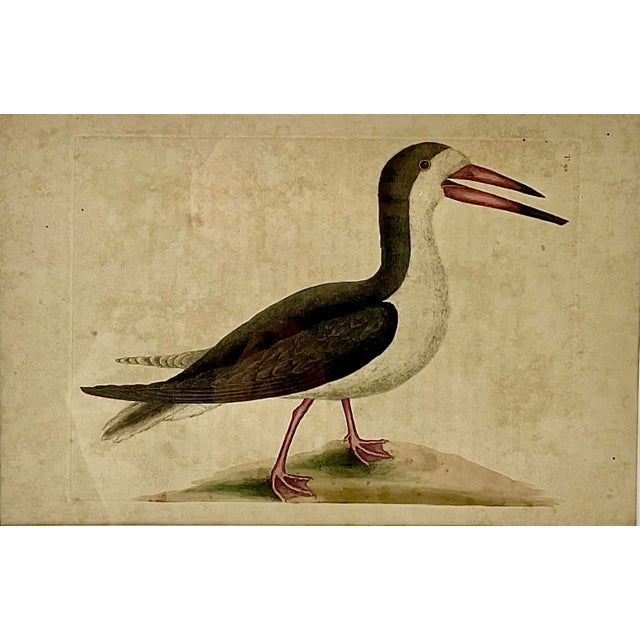 18th Century Framed Engravings by Mark Catesby, Set of Four Birds For Sale In Tampa - Image 6 of 12