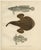 C. Erdmann and Wilhelm von Wright, Spotted Toadfish, Anglerfish, and Frogfish, 1895, Lithograph on Paper For Sale