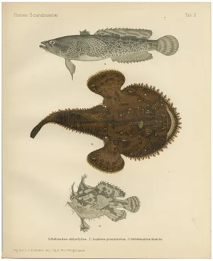 C. Erdmann and Wilhelm von Wright, Spotted Toadfish, Anglerfish, and Frogfish, 1895, Lithograph on Paper