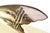 Vintage Abalone, Silver Plate and Brass Fish Bowl, 1950's, Restored For Sale - Image 10 of 10