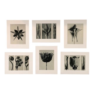 Botanical Photogravures by Karl Blossfeldt, Set of Six For Sale