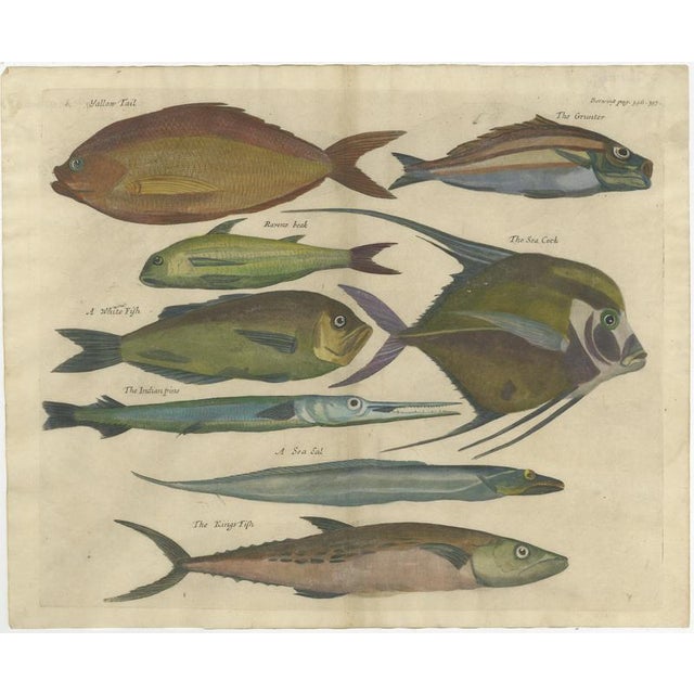 John Nieuhoff, Exotic Fish, 1800s, Paper, Set of 5 For Sale - Image 6 of 10