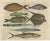 John Nieuhoff, Exotic Fish, 1800s, Paper, Set of 5 For Sale - Image 6 of 10