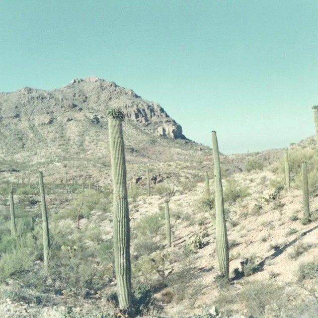 "Faded Desert" Vintage Photo Print of Cacti in Desert For Sale