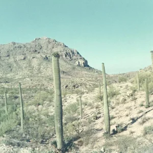 "Faded Desert" Vintage Photo Print of Cacti in Desert