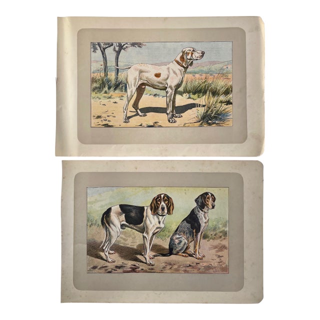1907 French Photogravure Prints of Hunting Dogs - Set of Two - For Sale
