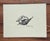 1970s Vintage Carolyn T. Young Signed Seashell Prints, Set of 5 With Original Portfolio For Sale - Image 5 of 16
