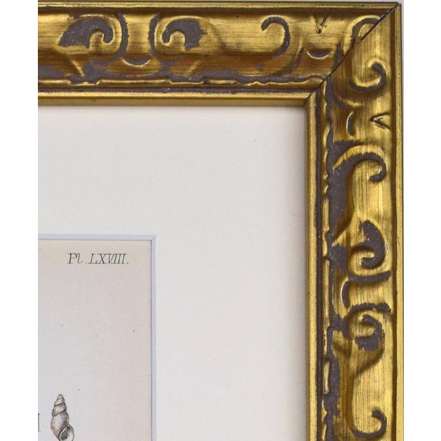 Mid 19th Century 19th Century Antique Hand Colored English Shell Print by John Jeffreys 1869 For Sale - Image 5 of 6