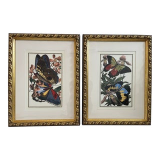 Pair Butterfly and Botanical Illustration Art Prints in Ornate Gold Frames For Sale