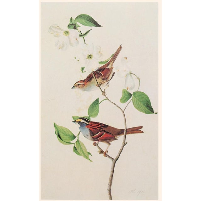 Paper 1966 Vintage Cottage Print "White-Throated Sparrow" After John James Audubon For Sale - Image 7 of 9
