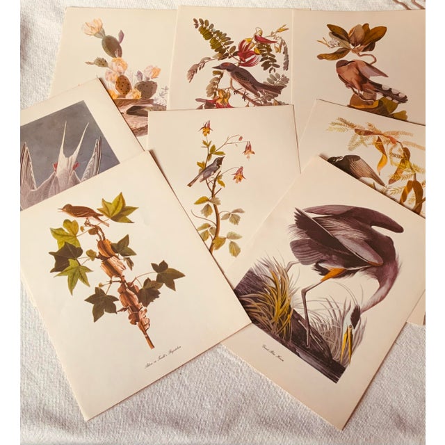 1950s Audubon Birds of America — Complete Portfolio of 50 Color Prints With Roger Tory Peterson Commentaries, Macmillan For Sale - Image 13 of 14