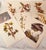 1950s Audubon Birds of America — Complete Portfolio of 50 Color Prints With Roger Tory Peterson Commentaries, Macmillan For Sale - Image 13 of 14
