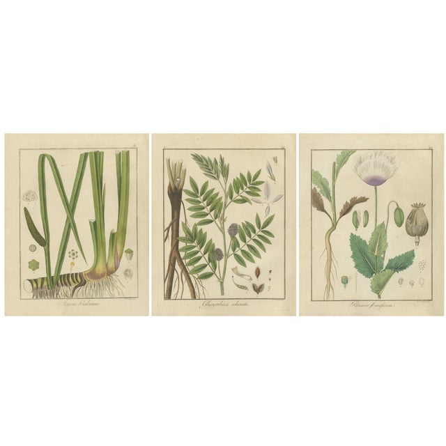 Botanical Illustrations, 1819, Paper, Set of 3 For Sale