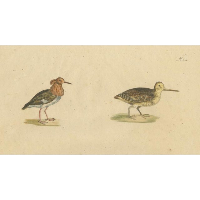 Brodtmann, Shorebirds, Jacana & Water Rail Pair, Hand-Colored Lithographs, 1816, Set of 2 For Sale - Image 6 of 12