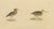 Brodtmann, Shorebirds, Jacana & Water Rail Pair, Hand-Colored Lithographs, 1816, Set of 2 For Sale - Image 6 of 12
