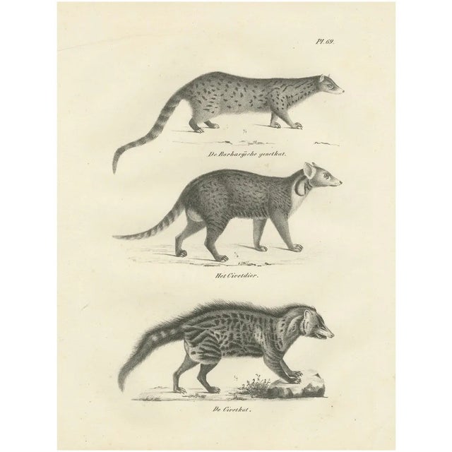 Genet and Civet and African Civet, 1836, Lithograph For Sale