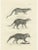 Genet and Civet and African Civet, 1836, Lithograph For Sale