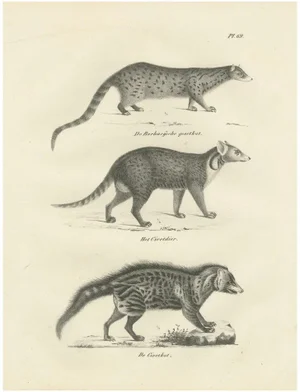 Genet and Civet and African Civet, 1836, Lithograph