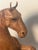 Animal Skin 1950s Handsome Equestrian Pair of Leather Horse Sculptures For Sale - Image 7 of 9
