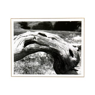 Branch by Sharon Ivicevic - Silver Gelatin Photo For Sale