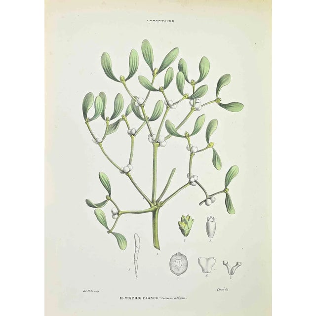 Vincenzo Tenore, White Mistletoe, Lithograph, 1870s For Sale