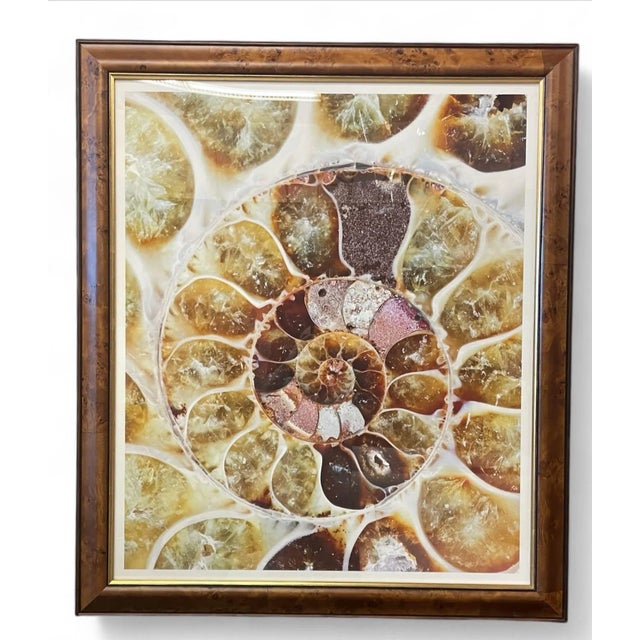 Ben Wood, Agate Nautilus from Trowbridge Gallery. Set of 3. Martin Trowbridge founded Trowbridge Gallery in England in...