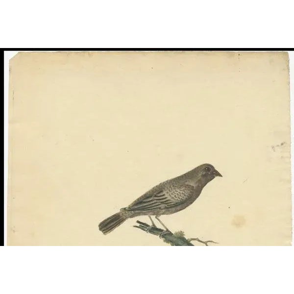 Hayes, Female Black-Faced Bunting, 1794, Print For Sale - Image 4 of 7