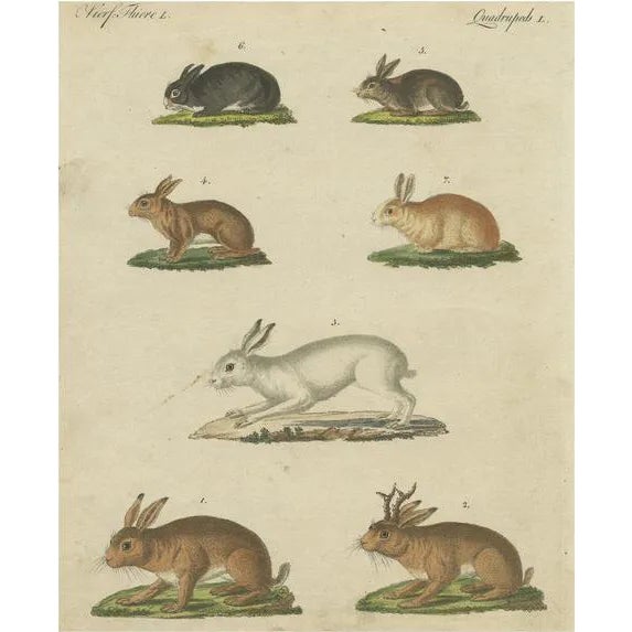 Mountain Hare and Rabbit and Others, Paper For Sale