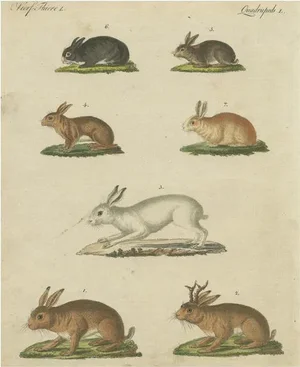 Mountain Hare and Rabbit and Others, Paper