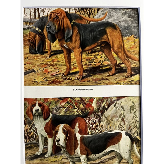 1919 book illustration by noted animal painter Louis Agassiz Fuertes matted and ready to frame. Bloodhound Beagle Basset...