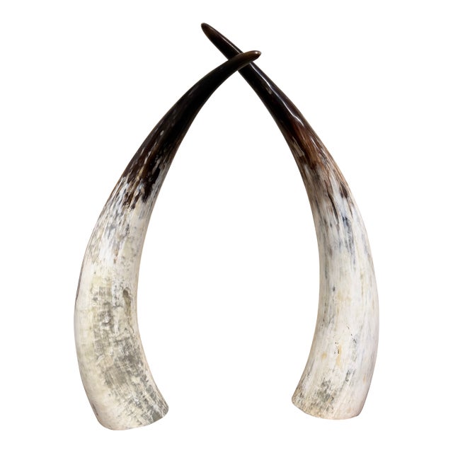Large Vintage Ankole Watusi Horn Pair – 28.5” Ugandan Cattle Horns – Sculptural Global Decor For Sale