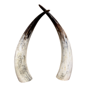 Large Vintage Ankole Watusi Horn Pair – 28.5” Ugandan Cattle Horns – Sculptural Global Decor