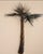 Large 1970s Artist-Made Copper and Brass Palm Tree Wall Sculpture For Sale - Image 10 of 12