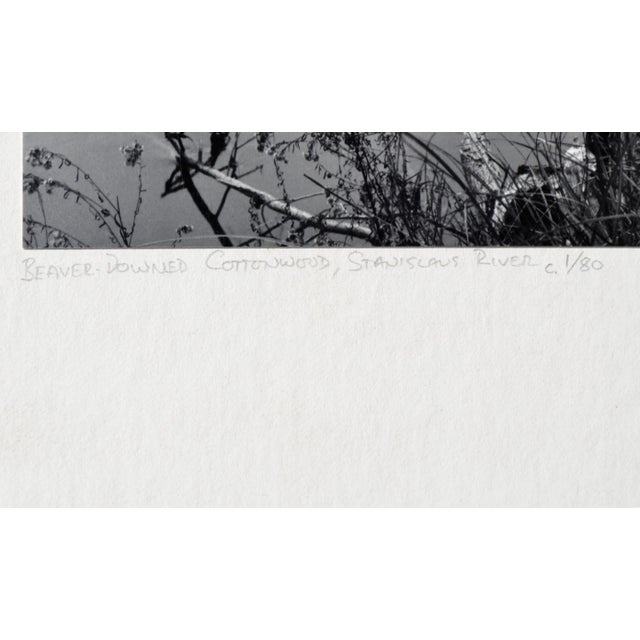 "Beaver-Downed Cottonwood", Black & White Landscape by Jeff Nixon For Sale - Image 4 of 7