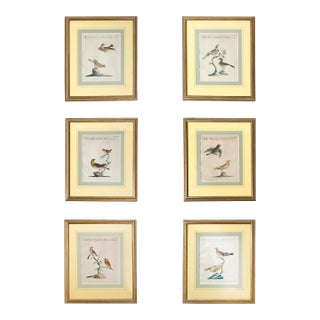 Scientific Illustrations of Birds by Saverio Manetti, Hand-Painted Intaglio - A Set of 6 For Sale