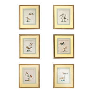 Scientific Illustrations of Birds by Saverio Manetti, Hand-Painted Intaglio - A Set of 6