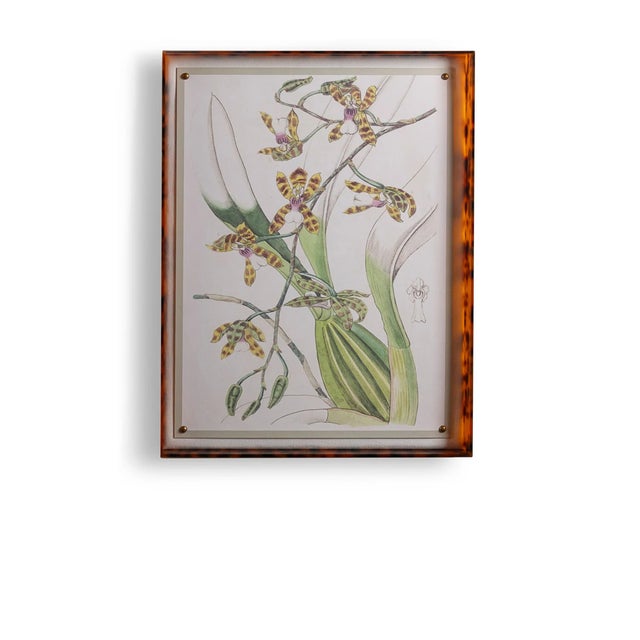 Spring Orchid II Giclee in Tortoise Frame For Sale - Image 10 of 10