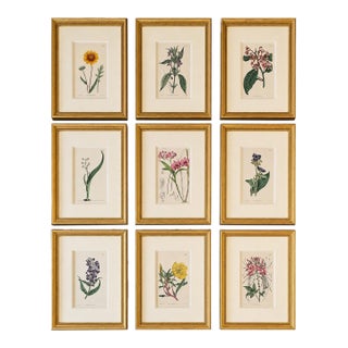 Set of 9 Framed Hand-Colored Botanical Engravings From William Curtis's Botanical Magazine, 19th Century For Sale