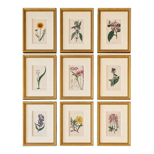 Set of 9 Framed Hand-Colored Botanical Engravings From William Curtis's Botanical Magazine, 19th Century For Sale