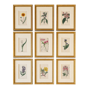 Set of 9 Framed Hand-Colored Botanical Engravings From William Curtis's Botanical Magazine, 19th Century