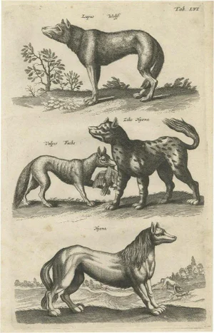 Johnston, Fox, Wolf and Hyenas, 1657, Print