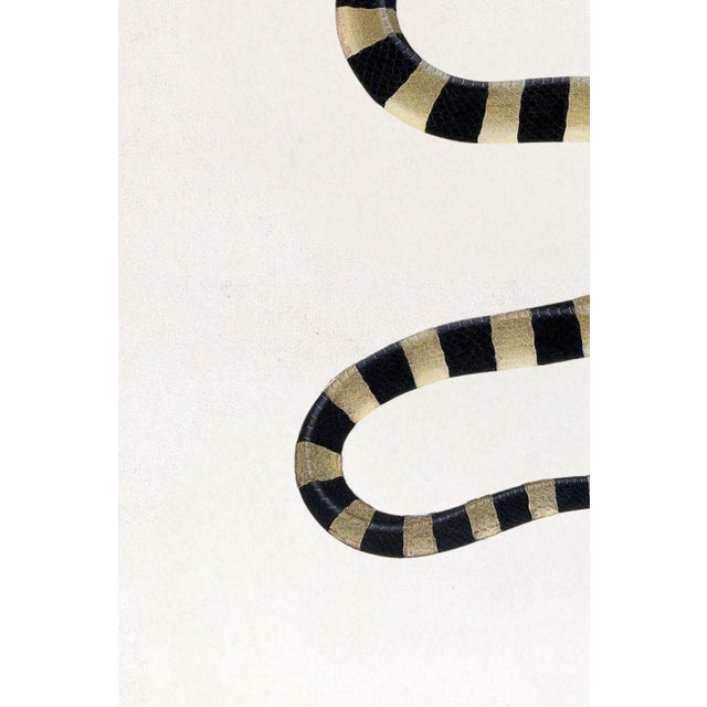 Black 1782 Vintage Snake Art Print by Bhawani Das – Indian Natural History Wall Art - 20" X 30" For Sale - Image 8 of 10